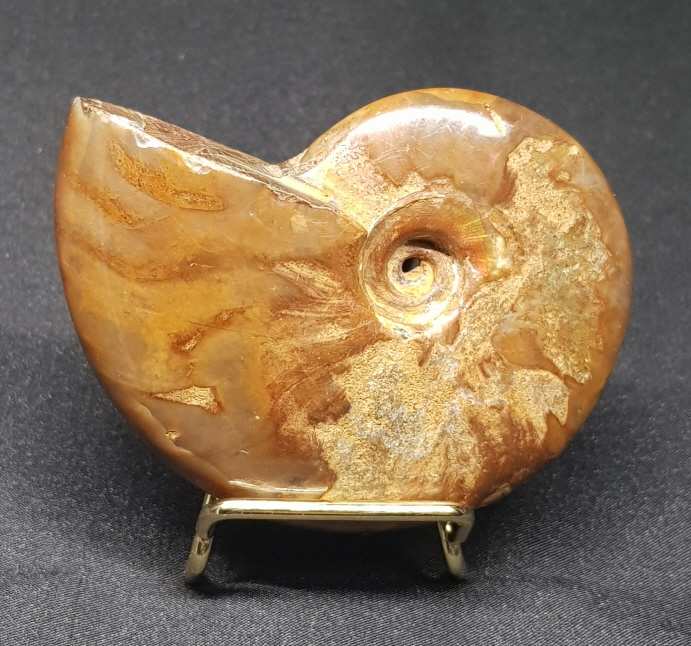 암몰라이트화석