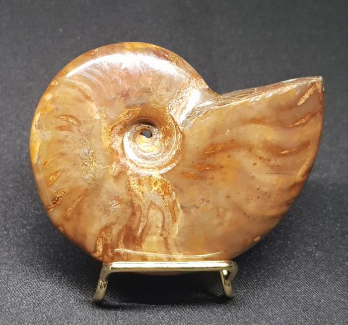 암몰라이트화석