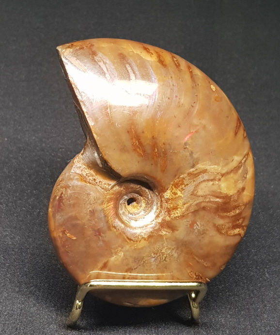 암몰라이트화석