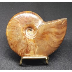 암몰라이트화석