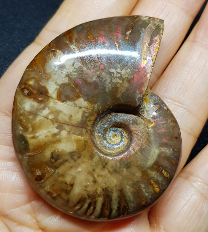 붉은빛 아름다운 오팔 암몰라이트