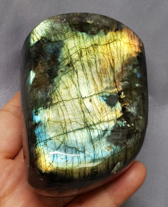 라브라도 라이트 소품