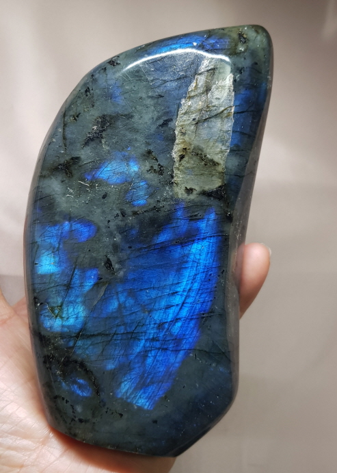 색감 아름다운 라브라도 라이트 소품