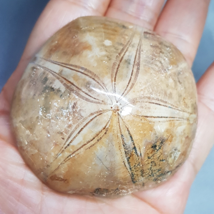 아프리카 성게화석