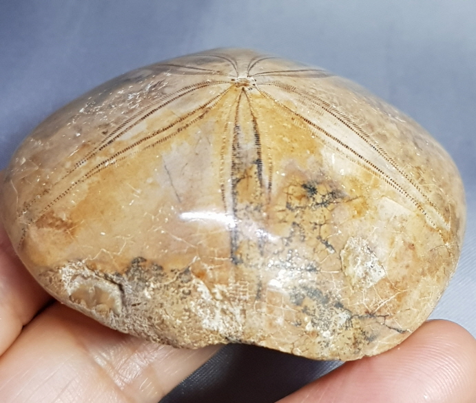 아프리카 성게화석