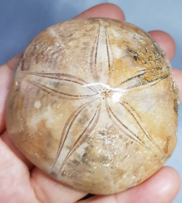 아프리카 성게화석