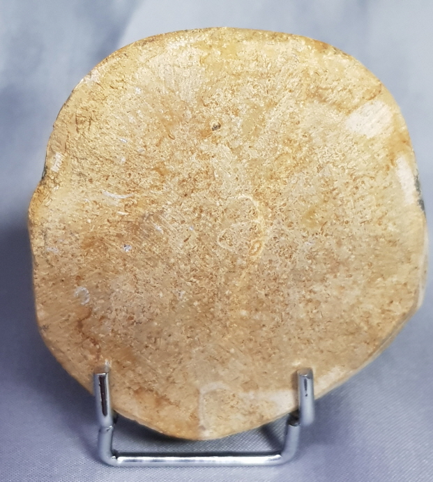 아프리카 성게화석