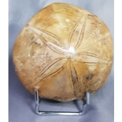 아프리카 성게화석