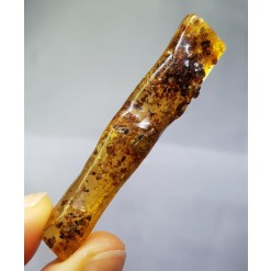 아프리카 호박 화석