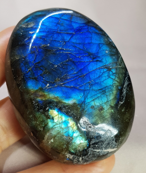 빛 좋은 라브라도 라이트