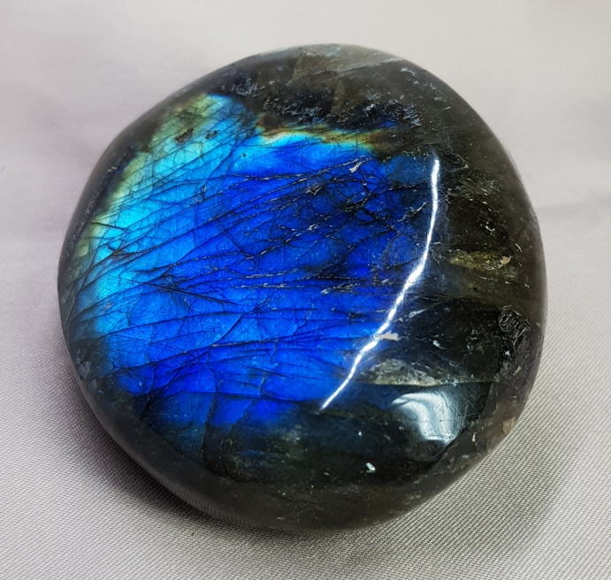 빛 좋은 라브라도 라이트