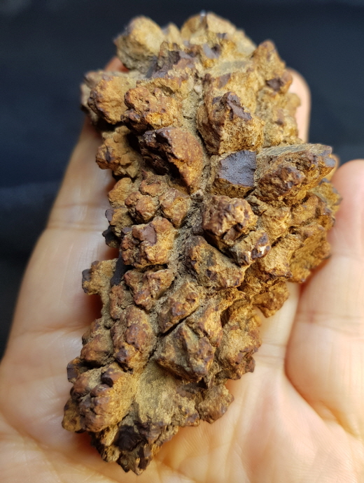 코프롤라이트(똥화석)