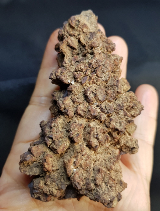 코프롤라이트(똥화석)