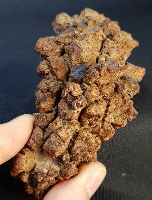 코프롤라이트(똥화석)